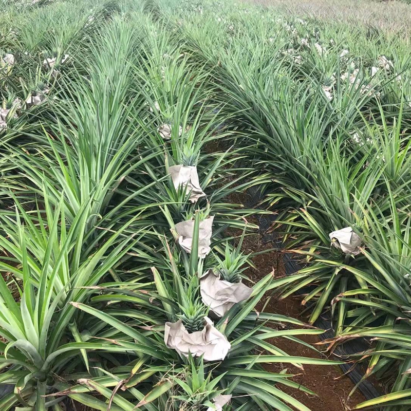 Golden Diamond Pineapple Seedlings