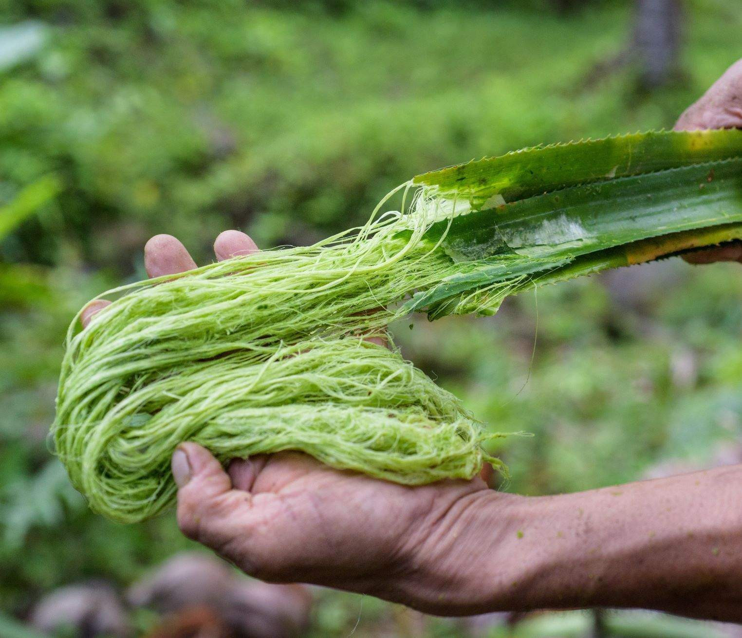 Pineapple fiber hemp